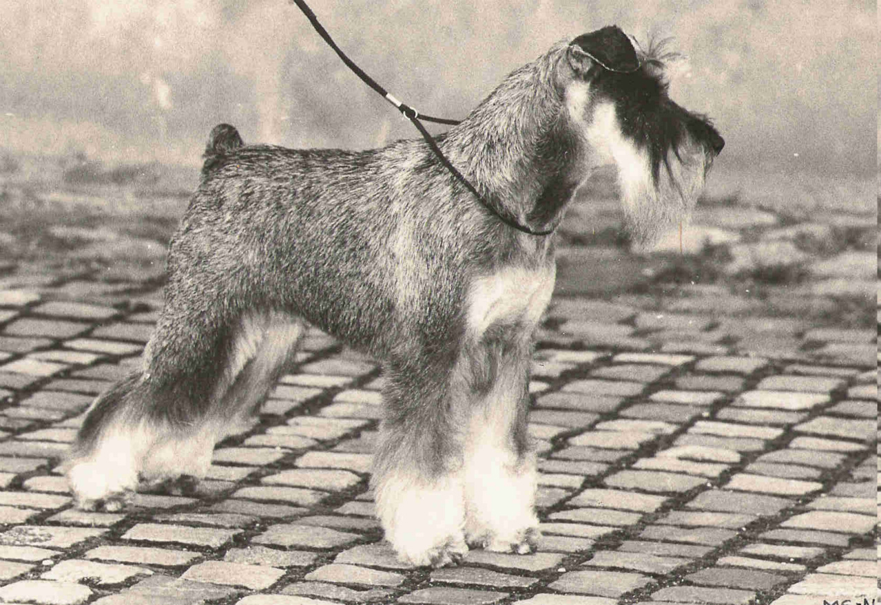 Fashion deansgate miniature schnauzers